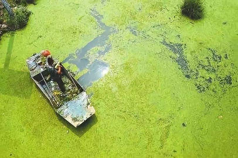 总氮去除