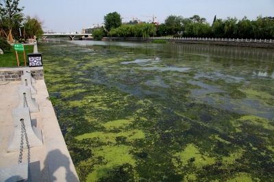 总氮去除