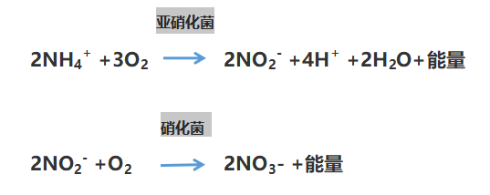 氨氮超标