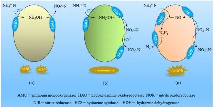 重新认识氨氧化过程 生物脱氮最新研究进展！
